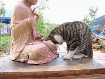 Коты-буддисты