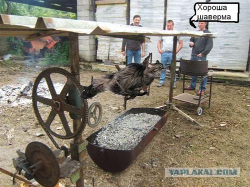 Быстрый кот