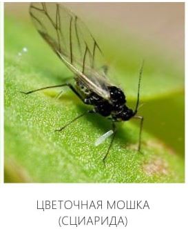 Откуда берутся эти крошечные мошки в квартире круглый год? Ответ может навсегда отбить желание есть фрукты и овощи