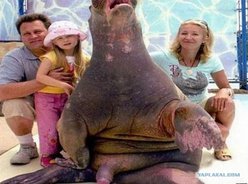 Кәмелетке толған әйелдермен порно