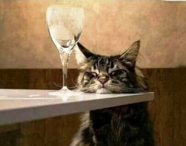 Котовторник (свои добавляем)