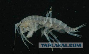 Уникальные животные озера Байкал
