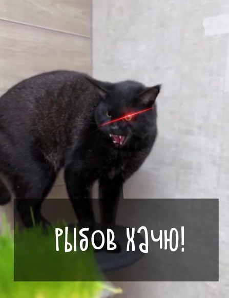 Камышовый котэ