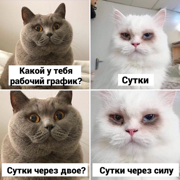 Коты ишачат на заводе