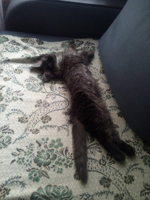 А как спит ваш кошачий?