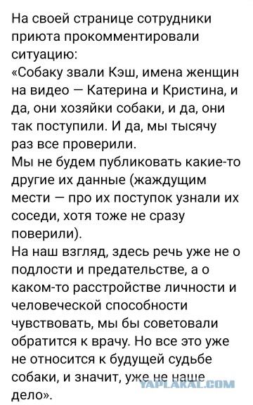 Старенького лабрадора обнаружили привязанным к лавочке возле приюта на Машкинском шоссе в Москве