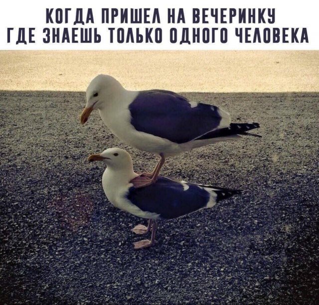 Картинки и мемы для настроения - 133