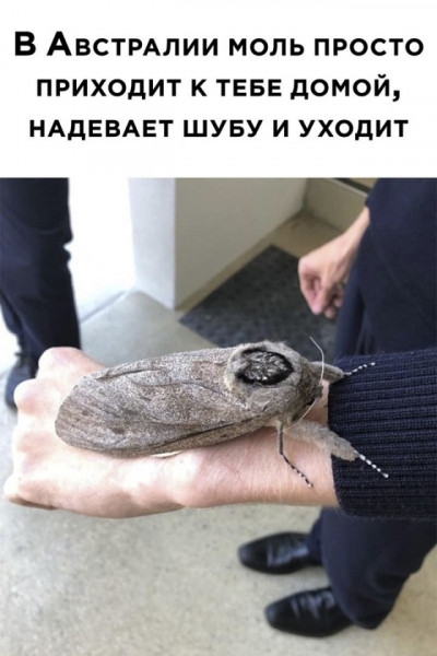Юмор в картинках и без