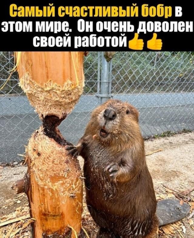 Веселое настроение в картинках 27.07.25