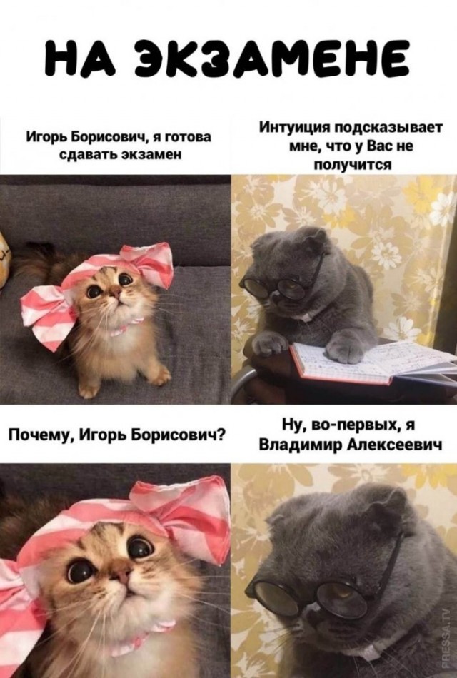 К котовторнику: подборка картинок-баянов с котиками и про котиков. Выпуск 36.