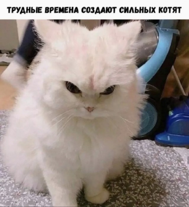К котовторнику: подборка картинок-баянов с котиками и про котиков. Выпуск 42.
