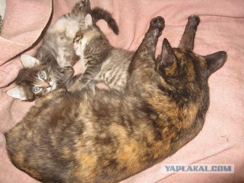 Котовторник 17.09.2013
