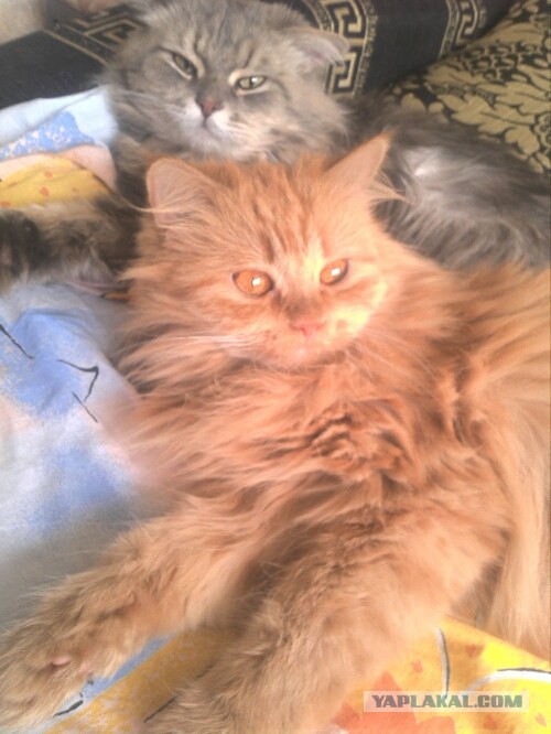 Котовторник 17.09.2013