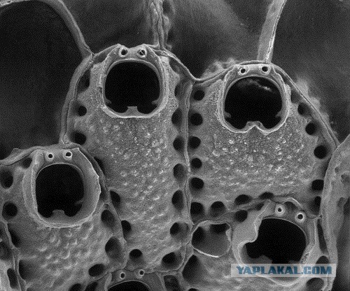 Автолюбителей пст.