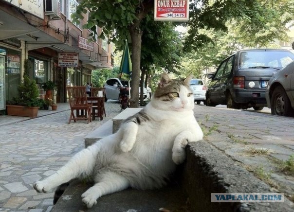 Пусть мама услышит, пусть мама придет - мимишность