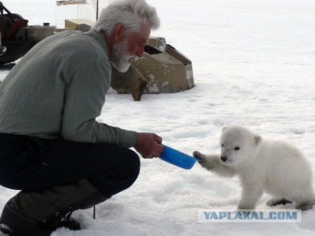 Сволочи забили медвежонка трубой