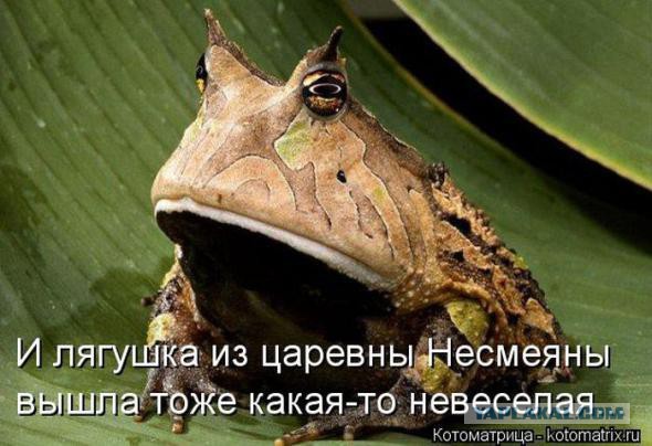 Полная версия нашумевшей истории о пингвине