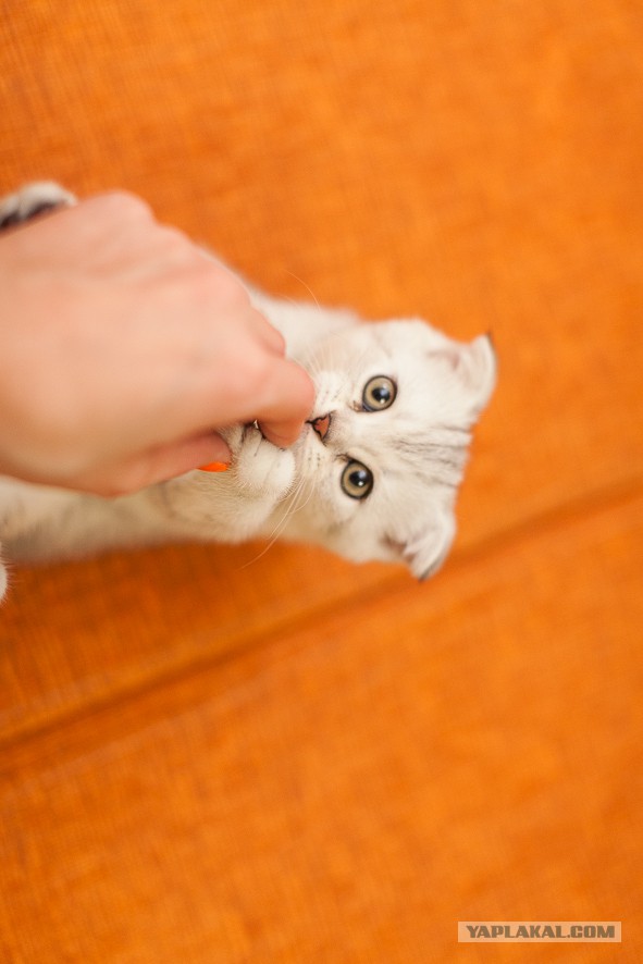Котовторник