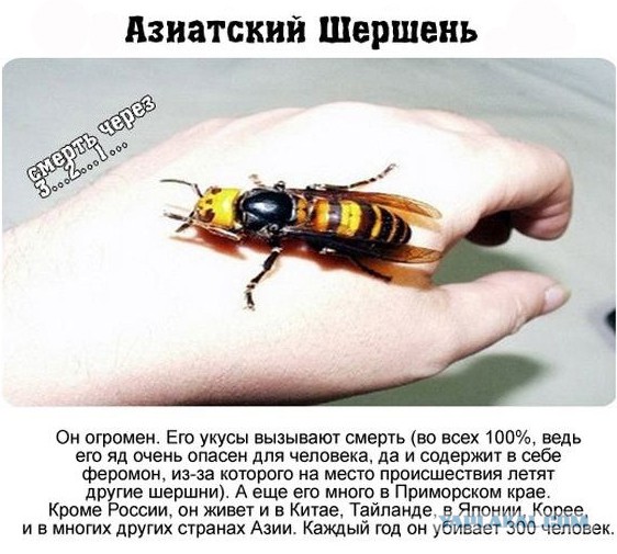 Что в нас могут воткнуть летом