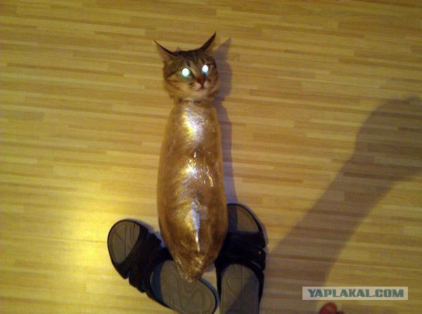 Война с котом.