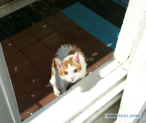 Котовторник 14.07.2015