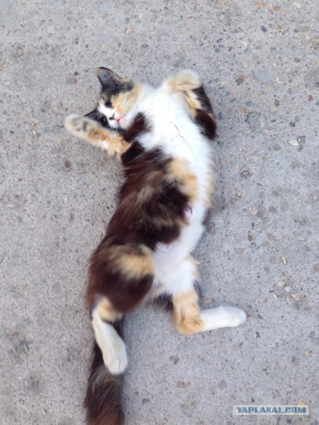 Котовторник 18.08.2015