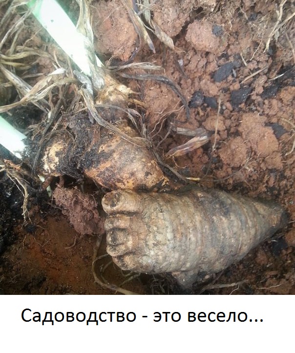 Картинки из инета