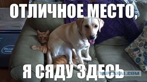 Самые большие в мире собаки
