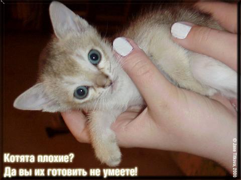 Коты, кошки, котята