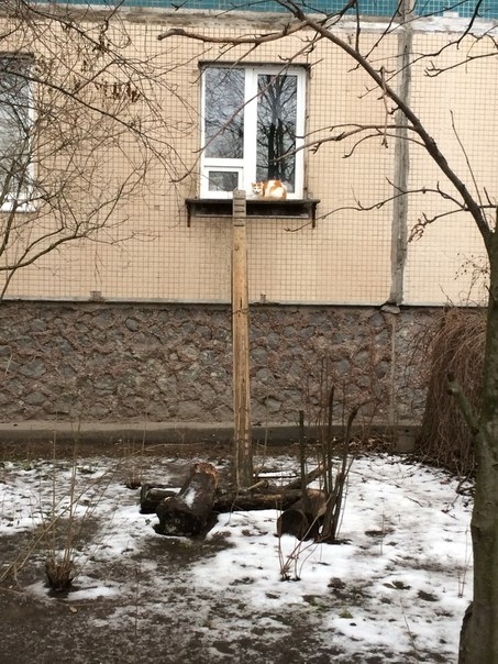 Котовторник 16.02.16