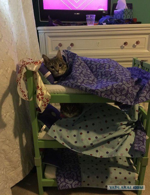 Подборка картинок 17.02.16