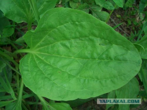 "Красотка" – мегаложь про большие деньги