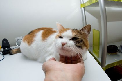 Коты, кошки, котята