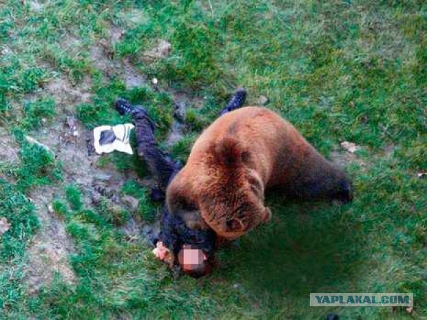 Раньше бурые медведи питались львами и тиграми