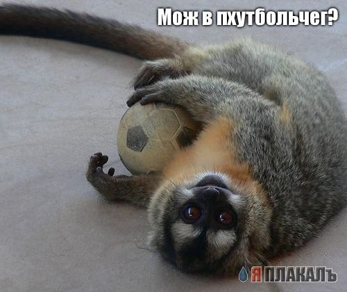 Тут Тузик не пробегал?