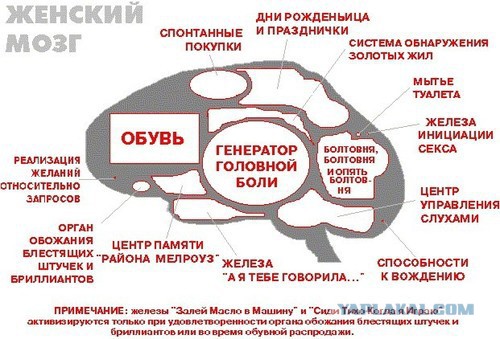 Почему мужчины и женщины мыслят по-разному. Гениальное объяснение!