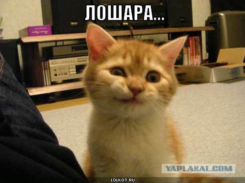 Вот это я лох