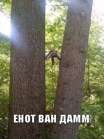 Мохнатые беспредельщики