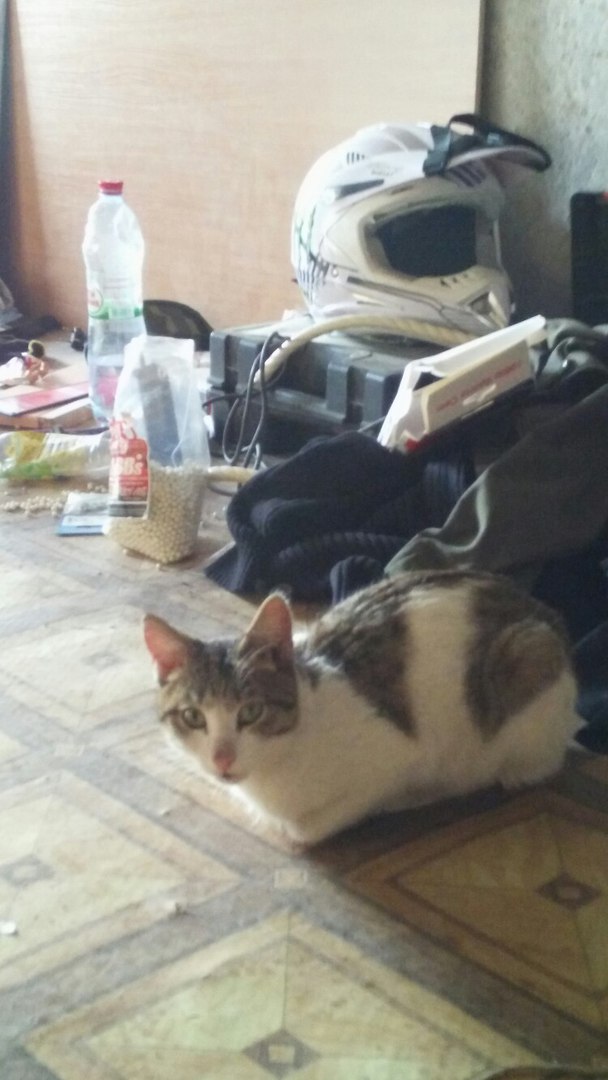 Котовторник 20.09.2016