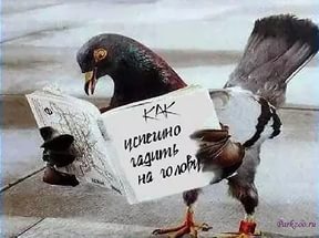 Голубь в шляпе расхаживает по улице в Уфе