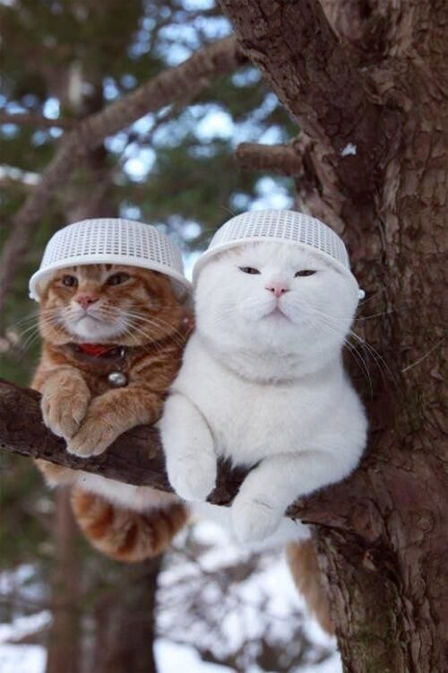 Коты из сети