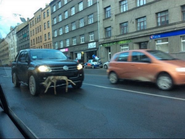 Картинки. Тупые. Очень. 18+
