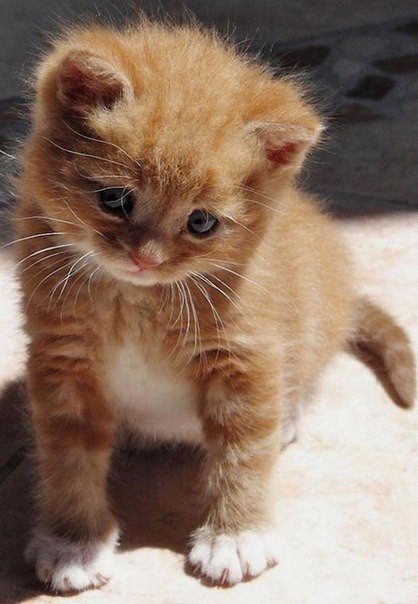 Коты и Кошки
