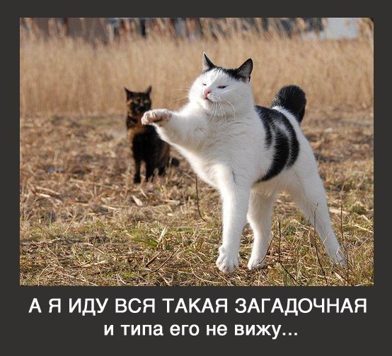 Коты и Кошки