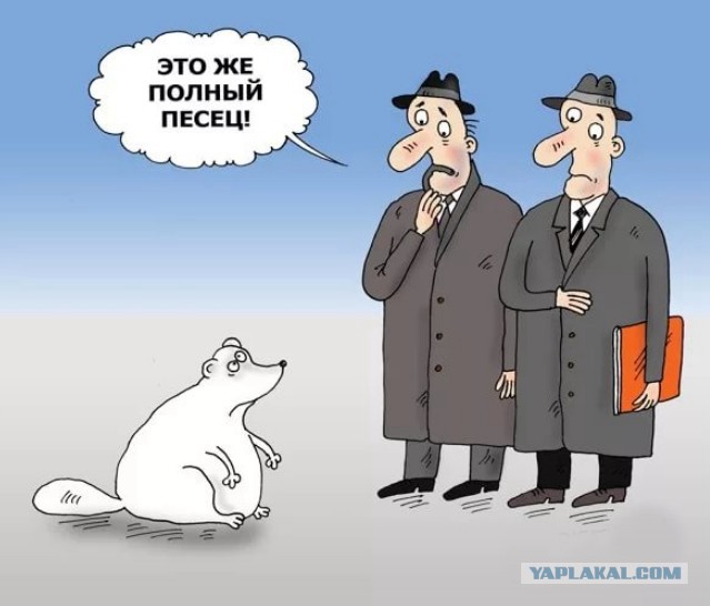 Дружелюбный арктический песец