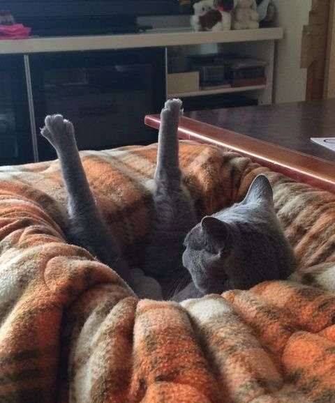 Коты и Кошки
