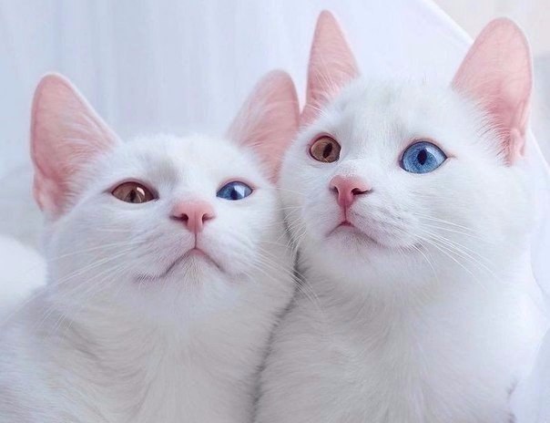 Фотобомбы котов