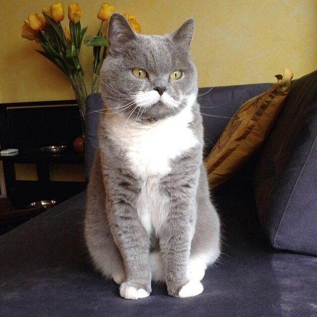 Фотобомбы котов