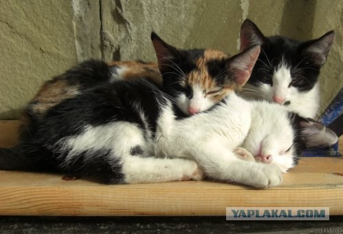 Даёшь Котовторник на ЯПе! (29.07.08)