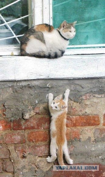 Котовторник (16.09.08)